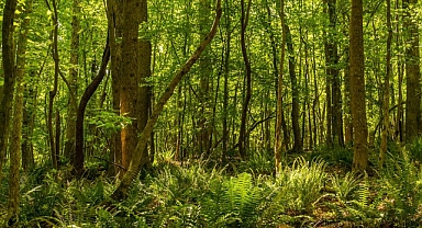 Doğaya değer veren çalışmalar %10 arttı 