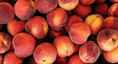 GÜZEL BİR ŞEFTALİ YAZINIZI KIŞA ÇEVİREBİLİR 