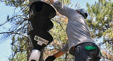 ABB 'Feromonlu Tuzak Projesi' ile ağaçları korumaya alıyor