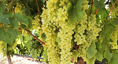 Çekirdeksiz Sultani Üzümü İhracat Yolcusu