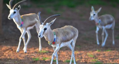 Ceylanların çöl sıcaklarıyla imtihanı