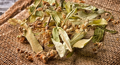 Ihlamurdan ekonomiye 35 milyon TL’lik katkı