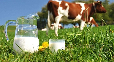 İNEK SÜTÜ ALERJİSİNDE “SÜT MERDİVENİ” TEDAVİSİ