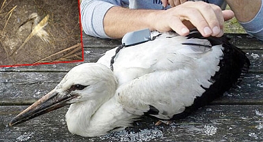 Afrika’ya dönüş yolunda sinyali kaybolan leylek Emirdağ’da ölü bulundu