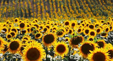 Ayçiçeğinden 100 milyon lira gelir bekleniyor.