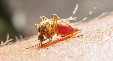 BATI NİL VİRÜSÜ ENFEKSİYONUNUN 4 BELİRTİSİNE DİKKAT!