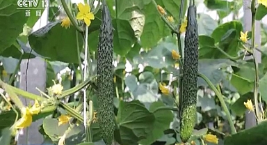 Çin'de bayramlar yaklaşırken 