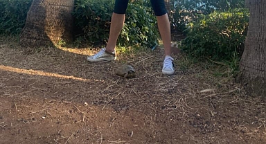 Deniz kaplumbağlarının yuva yaptığı kumsal temizlendi