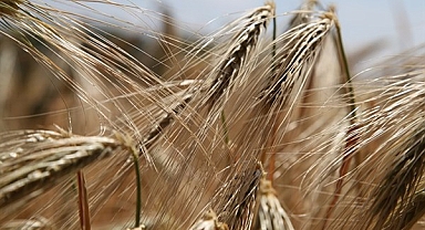 Paketli satılan glutensiz gıdaların pek çoğunda glutene rastlandı!
