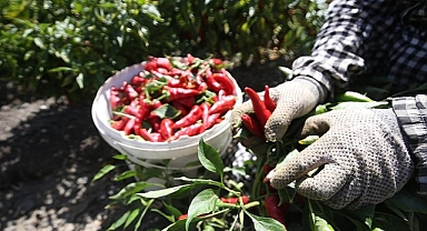 Türkiye'de coğrafi işaretli ürün sayısı 1.200'ü geçti