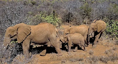 40 yılın en büyük kuraklığı: 109 fil hayatını kaybetti