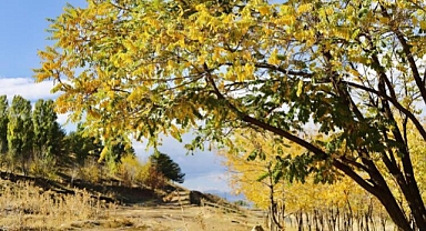Ağrı’da sonbahar manzarası görsel şölen sundu