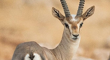  Doğaya Kanat Açtık’ta Görüntülenen Kuş Türü 309 oldu 