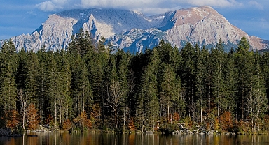 Enerji krizi Almanya'daki ormanlardan odun hırsızlığını artırdı