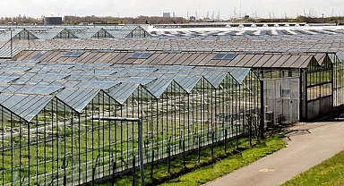 Enerji krizi Hollanda'daki seraları vurdu