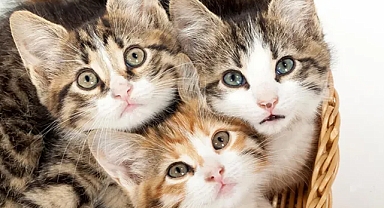 Hayvan sevgisi çocuklarda empati duygusunu geliştiriyor