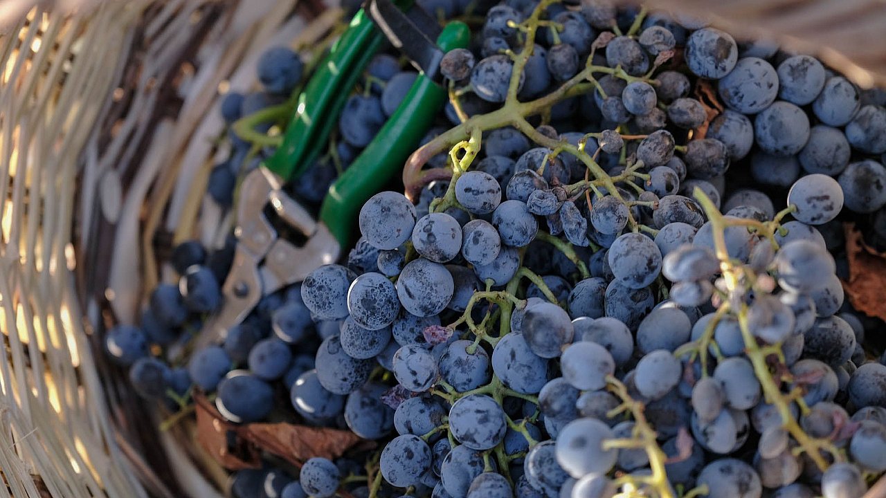 Kadın girişimciler, CarrefourSA desteğiyle büyümeye devam ediyor