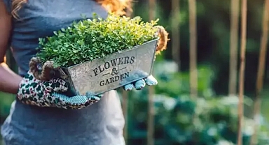 Roka Nasıl Yetiştirilir?