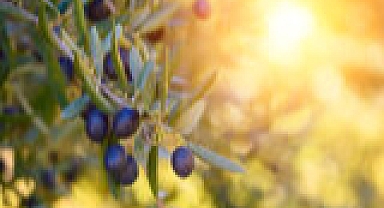 Sofralık zeytin ihracatında tarihi rekor