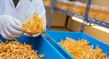 Sonunda imkansızı başardılar: Kanseri tedavi ediyor