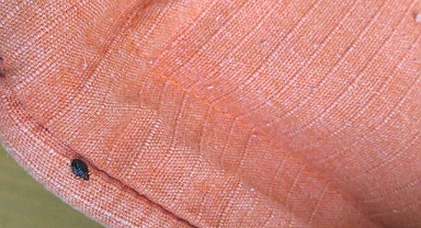 Tahtakurusu ısırması, belirtileri, alerjisi, teşhisi ve tedavisi nasıl yapılır?