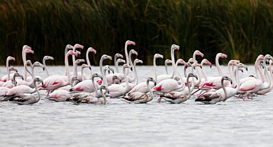 Tokat'ta görülen flamingolar dikkat çekti
