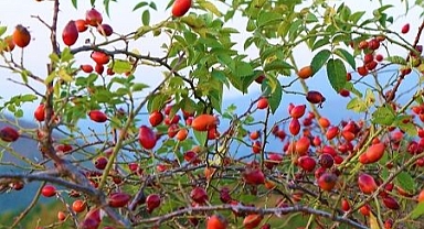 Vücudu baştan aşağı yeniliyor: Kanserden koruyor, kolesterolü düşüyor! Kuşburnu faydaları