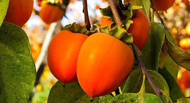 1 Adet Trabzon Hurması... Trabzon Hurması Faydaları.