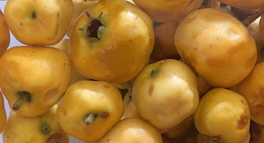 Aç karnına içmek yetiyor! Girdiği evde kalp ve kanser hastası olmuyor