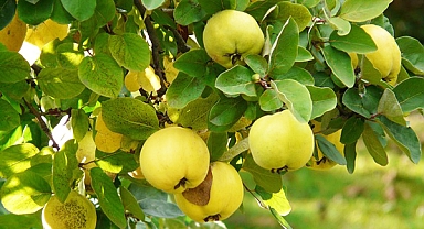 Akciğerleri temizliyor, öksürüğü kesiyor!