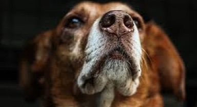 ‘Hayvanlarınızın kuduz aşısını ihmal etmeyin’