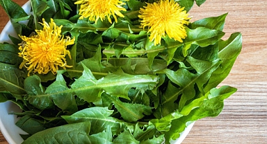 Karahindibanın Şifası...