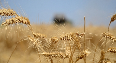 Kurak geçen sonbahar, hububat ekimini olumsuz etkileyebilir