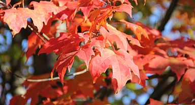 MEVSİM GEÇİŞLERİ HASTA ETMESİN: İŞTE GÜÇLÜ BAĞIŞIKLIK SİSTEMİ İÇİN GEREKENLER