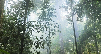 Orman ve İklim Liderleri Ortaklığı kuruldu