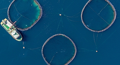 Su ürünleri ihracatının bu yıl 1,5 milyar doları aşması bekleniyor