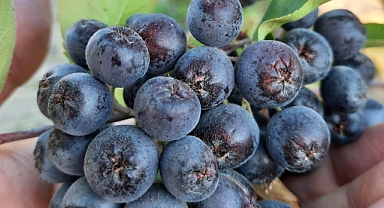 Süper Meyve: Aronya (Aronia)