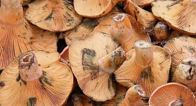 TOPLADIĞINIZ MANTARLARIN RENGİ VE KOKUSU ALDATICI OLABİLİR