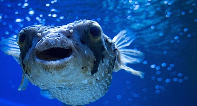 Türkiye denizlerindeki istilacı yabancı türlerle mücadele için uzmanlar güç birliği yapıyor 