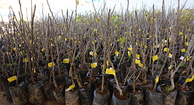 15 BİN ADET İNCİR TOPRAKLA BULUŞACAK