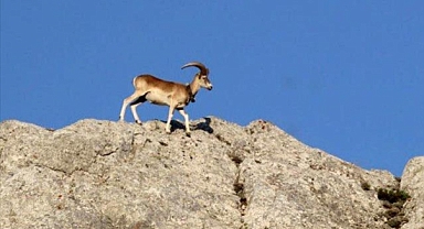 160 fotokapan yaban hayatı görüntülüyor