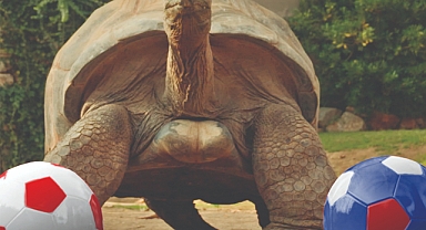 Burger King®’den nesli tükenme tehlikesi altında olan Tuki’ye destekBurger King®’den nesli tükenme tehlikesi altında olan Tuki’ye destek