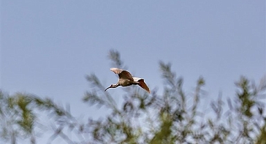 “Doğu’nun mücevheri” olan kuşların sayısı 7’den 9 bine çıktı
