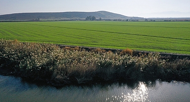 Ege'li çiftçilerin kuraklık endişesi yağmurla umuda döndü