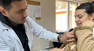 Evcil hayvanlar için çip yoğunluğu