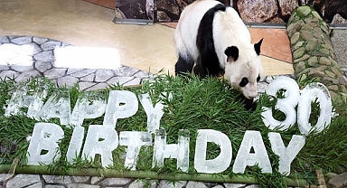 Gurbetçi pandalar Çin’e dönecek