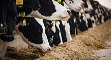 Kış aylarında buzağı bakımında dikkat edilmesi gerekenler