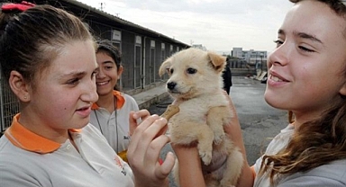 Kocaeli Belediyesi, 2022'de 4 bin 700 sokak hayvanını yuvaya kavuşturdu