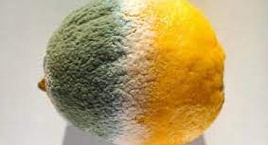 Küflü besinler tüketilmeden hemen atılmalı