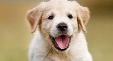 Metro Türkiye’nin hayvan refahı uygulamalarına iki önemli ödül daha